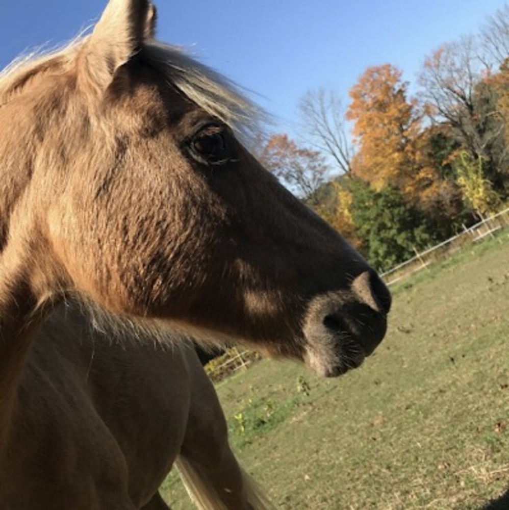 Meet your Posher, Willow